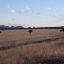 Omalanga-lodge-otavi-namibia3