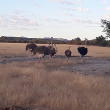 Omalanga-lodge-otavi-namibia4