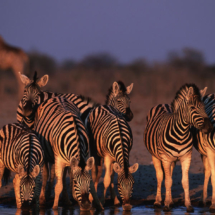 Burchell's zebra (Equus burchellii); Etosha National Park, Namibia